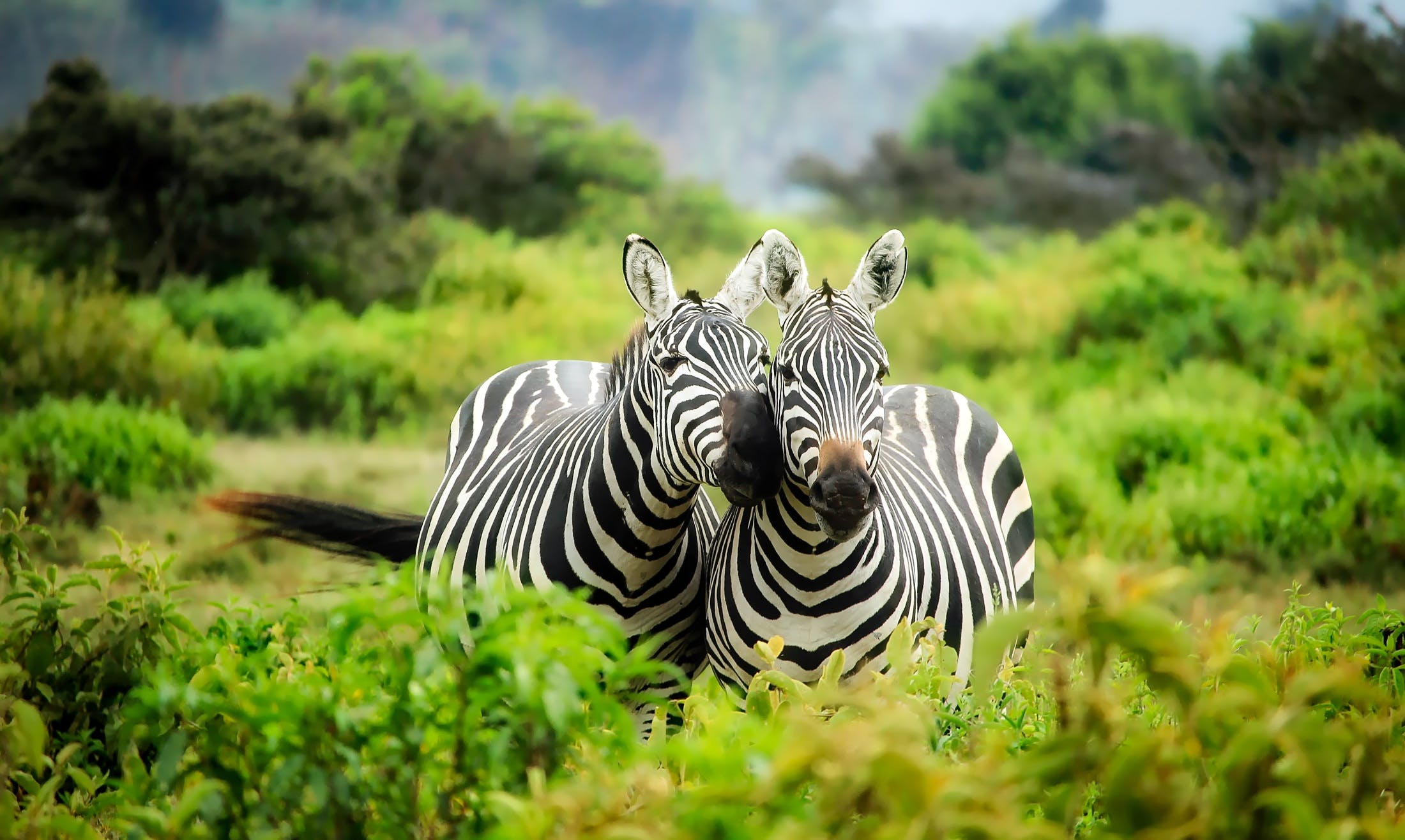 Gestion d'un zoo